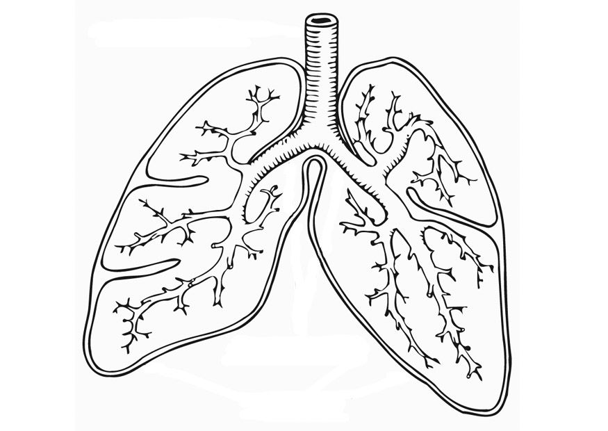 875x620 Lungs Coloring Worksheet Respiratory System