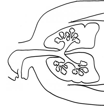 400x410 Body Part Coloring Pages