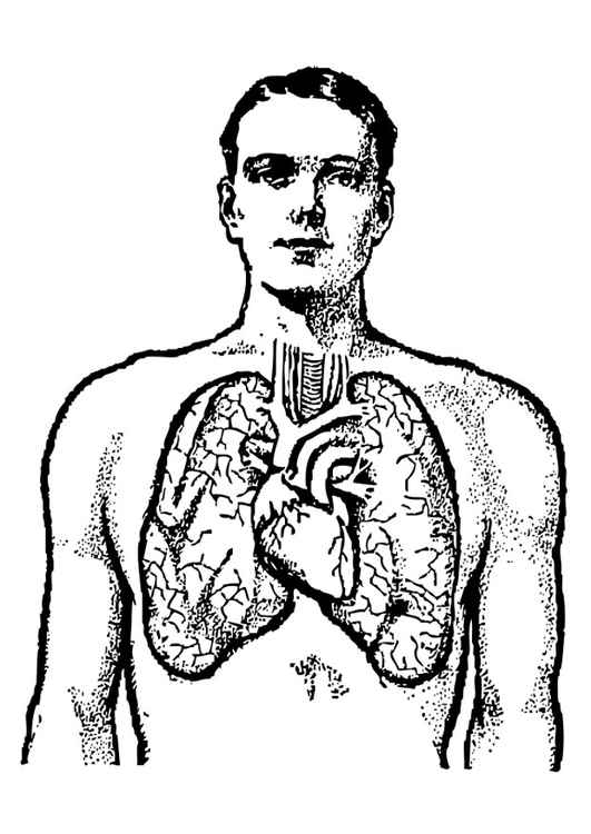 531x750 Coloring Page Lungs