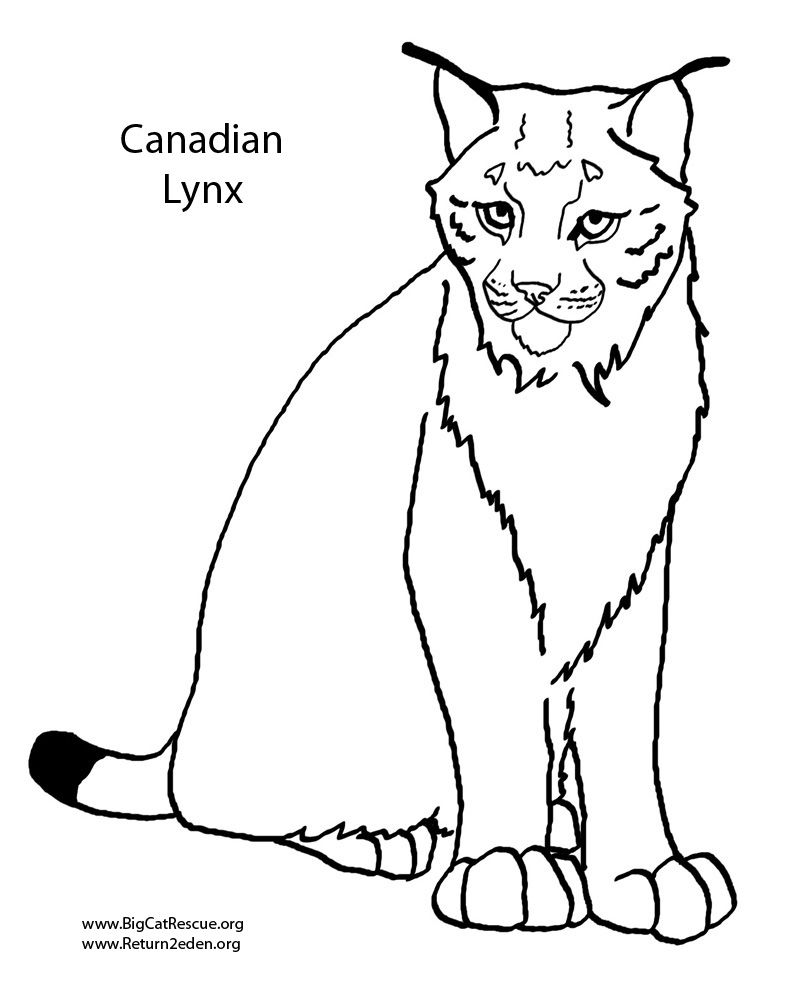 800x1000 Unbelievable Animal Jam Coloring Pages Lynx Best About Pict