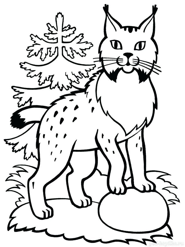750x1000 Lynx Animal Coloring Pages Coloring Ideas Pro