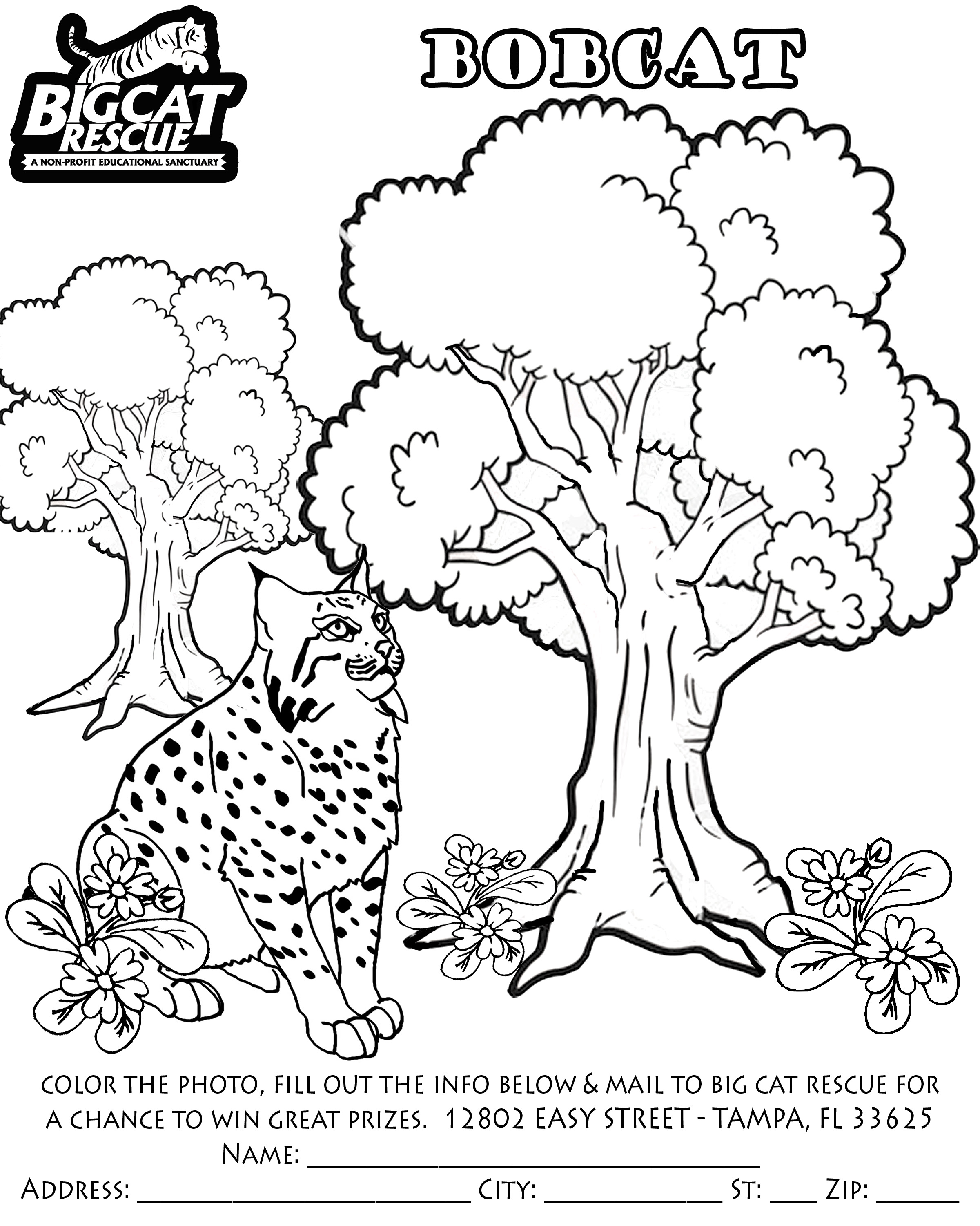 2400x3000 Bobcat Coloring Pages