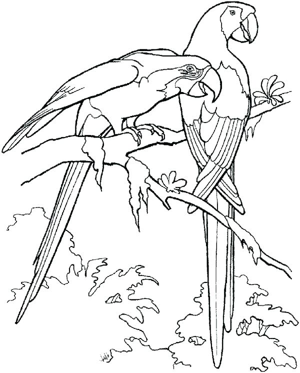 600x746 Macaw Coloring Page Coloring Pages Parrot Coloring Pages Parrots