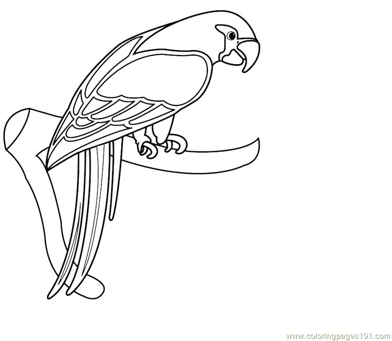 800x696 Macaw Coloring Pages Inspiring Macaw Coloring Page For Your