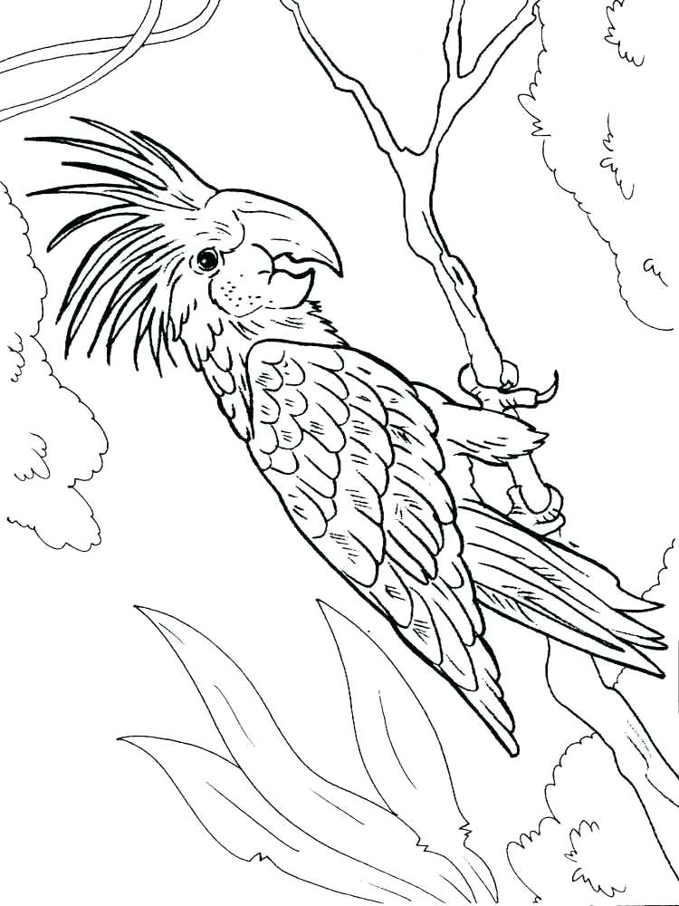 750x1000 Macaw Coloring Pages Macaw Birds Coloring Pages Printable Macaw