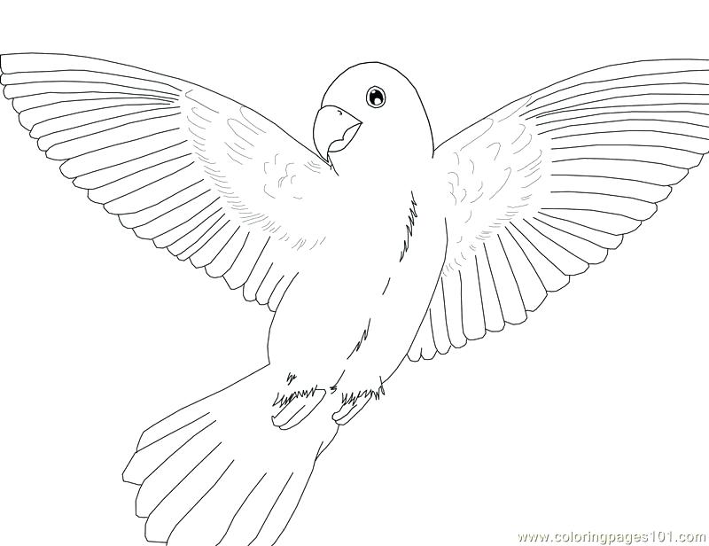 800x616 Macaw Coloring Pages Parrot Coloring Pages Online
