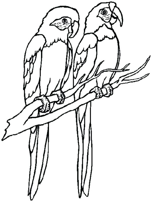 600x794 Macaw Coloring Pages Two Scarlet Macaws Coloring Page Free