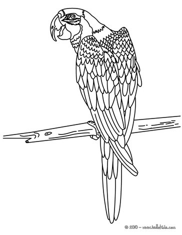 364x470 Macaw Coloring Page Coloring Pages Adult Coloring