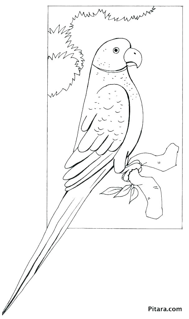607x1024 Macaw Pictures To Color