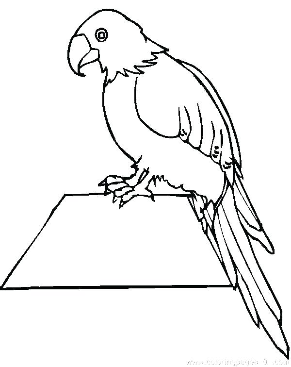 600x756 Coloring Pages Of Parrots Parrot Coloring Page Printable Parrot