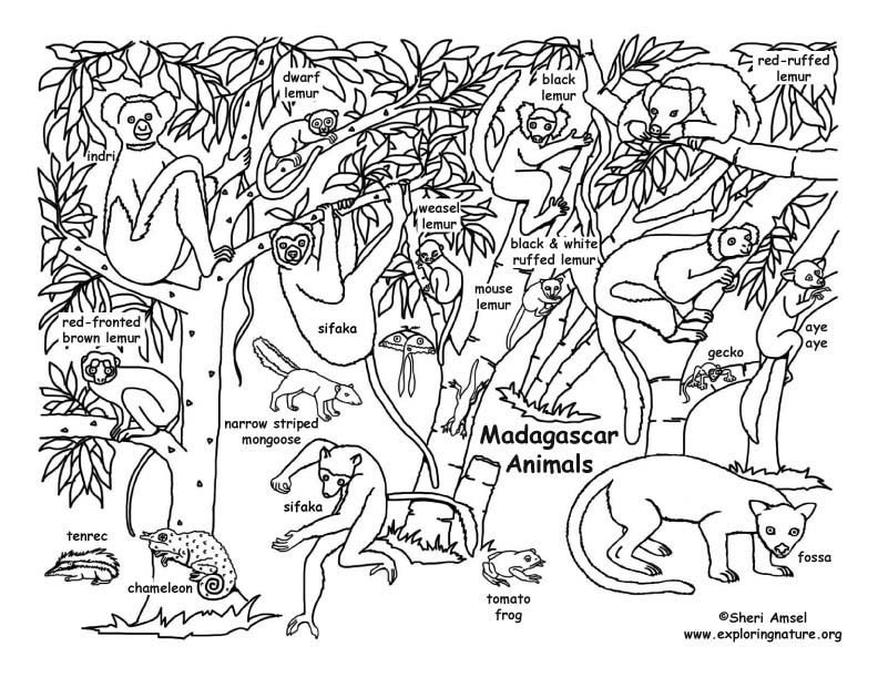 792x612 Madagascar Coloring Page