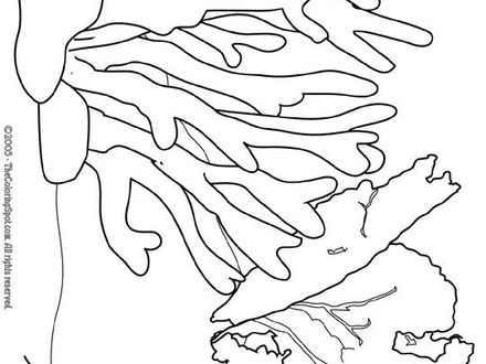 440x330 Magic School Bus Coloring Pages
