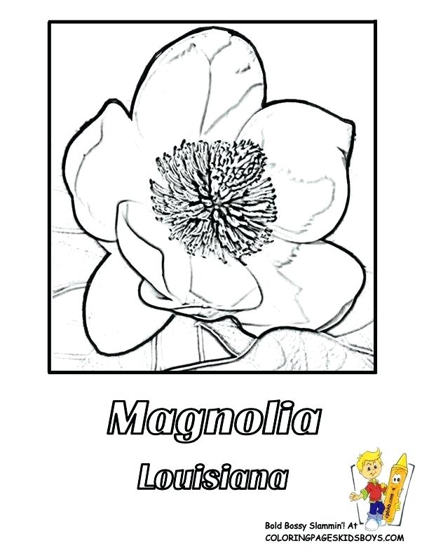 612x792 Louisiana Coloring Sheets State Flower Coloring Page Magnolia