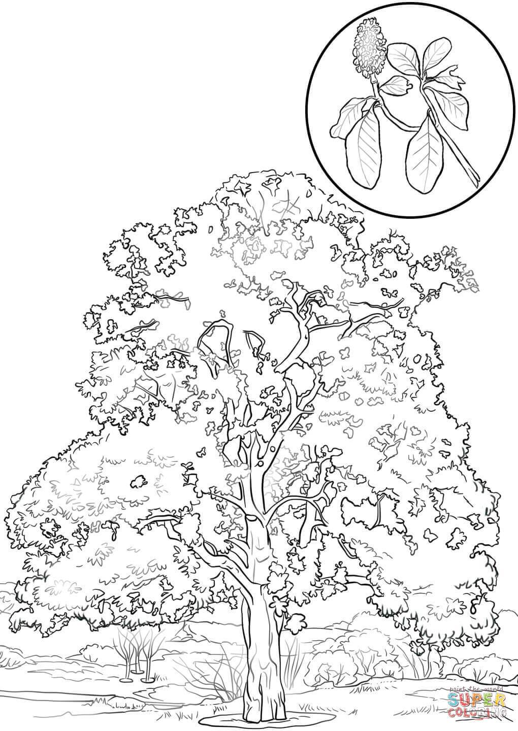 1020x1440 Magnolia Flower Coloring Pages