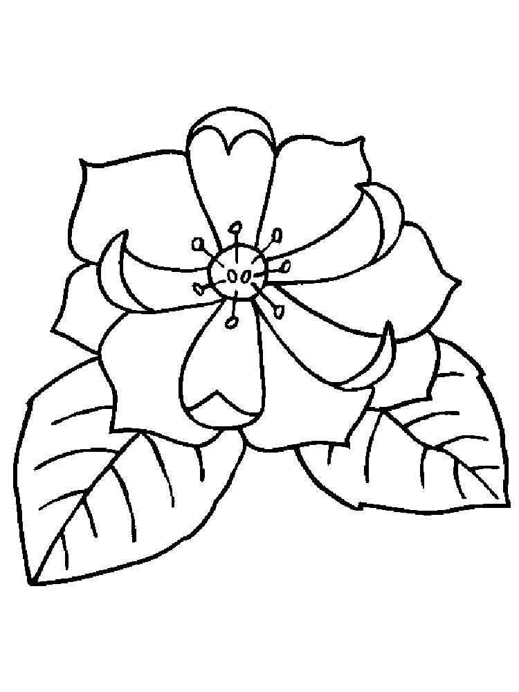 750x1000 Magnolia Coloring Pages Download And Print Magnolia Coloring Pages