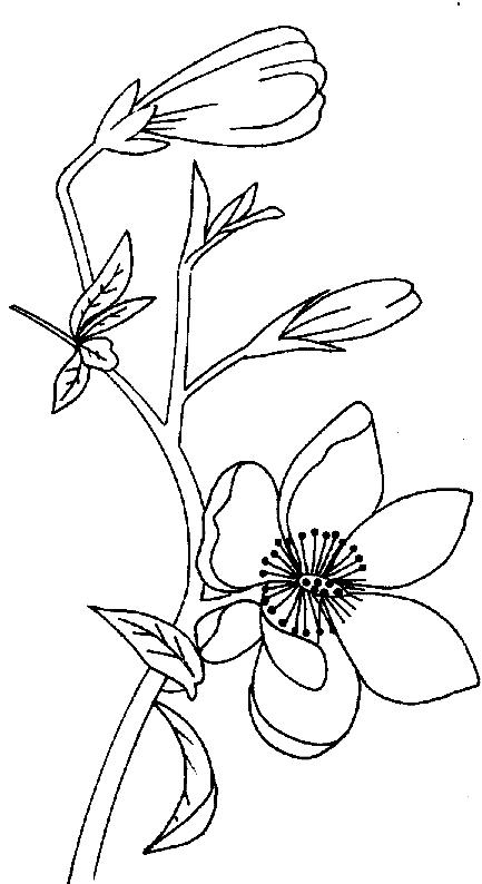 433x794 Magnolias Coloring Page