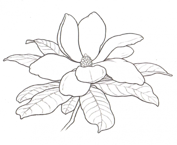 590x483 State Flowers Coloring Pages Digis Flower Outline