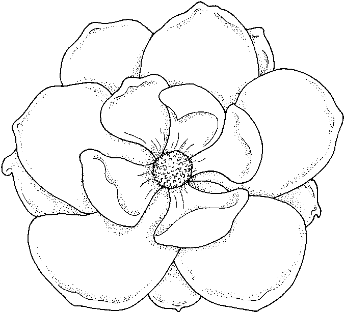 677x615 Flowers Coloring Pages Color Printing Flower Coloring Pages
