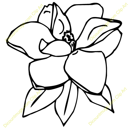 500x500 Magnolia Clipart Many Interesting Cliparts