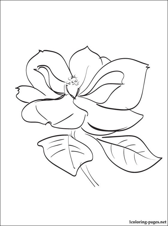 560x750 Magnolia Coloring Page Coloring Pages