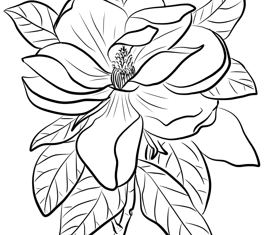 865x768 Pelicaning Pages Eastern Brown Halo Birds Pelicans For Kids