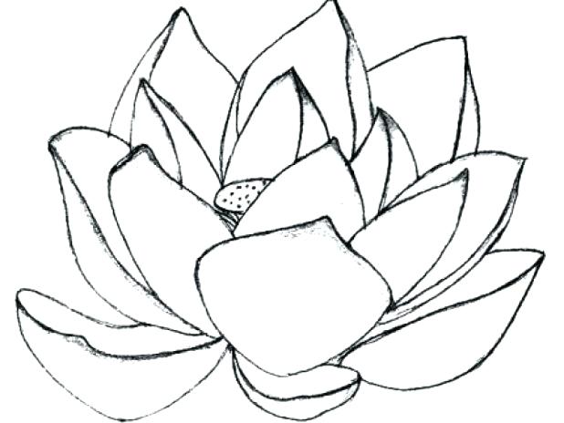 618x464 Stunning Coloring Pages Flowers Print Images Coloring Pages