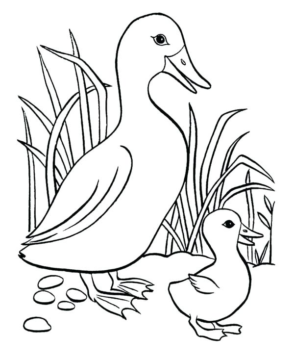 600x734 Duckling Coloring Page Ugly Duckling Coloring Page Easter Duckling