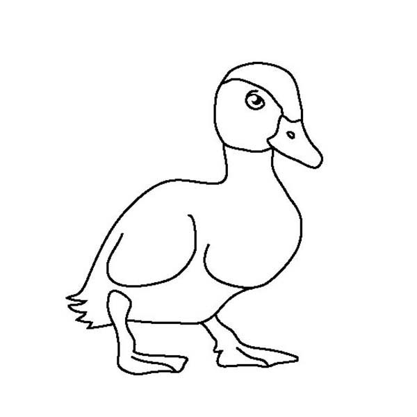 600x600 Baby Duck Is A Duckling Coloring Page