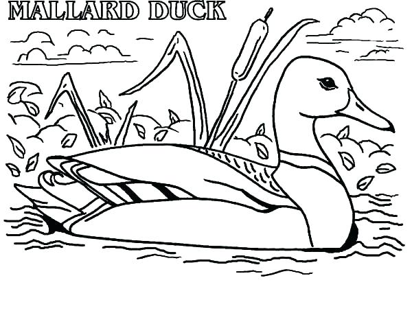 600x453 Duckling Coloring Page Coloring Pages Duck How To Draw Baby Duck