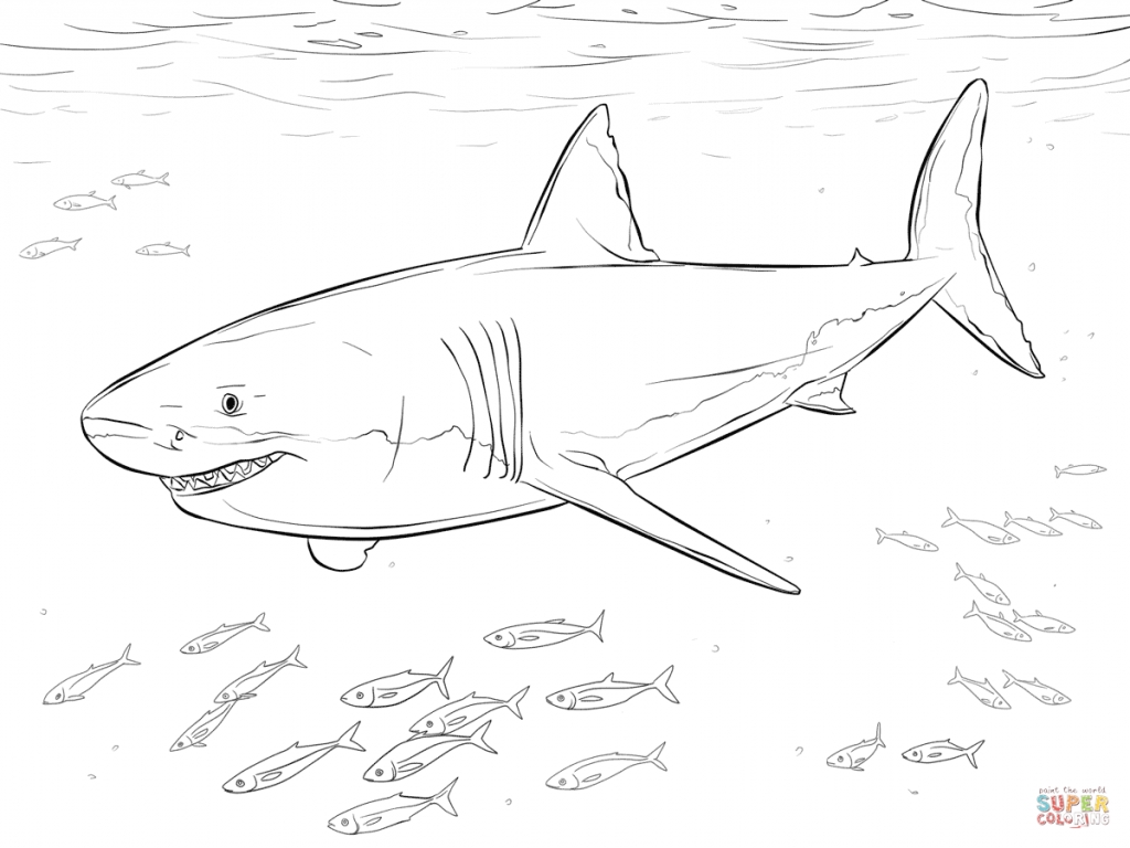 1024x768 Great White Shark Coloring Pages With Great White Shark