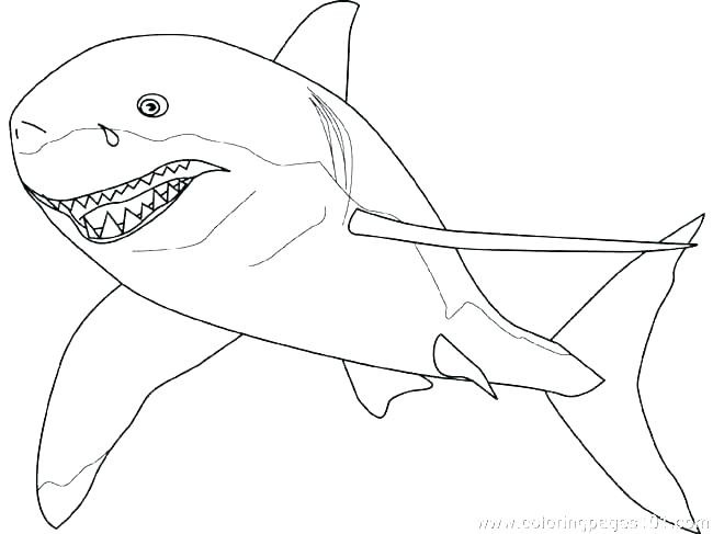 650x487 Hammerhead Shark Coloring Page Color Pages Of Sharks Sheet