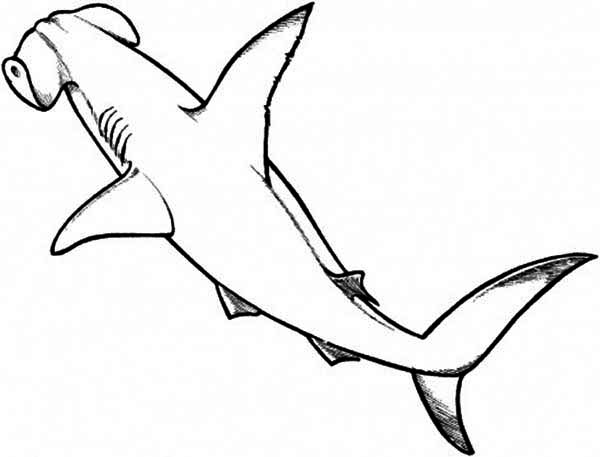 600x457 Mako Shark Clipart Line Drawing