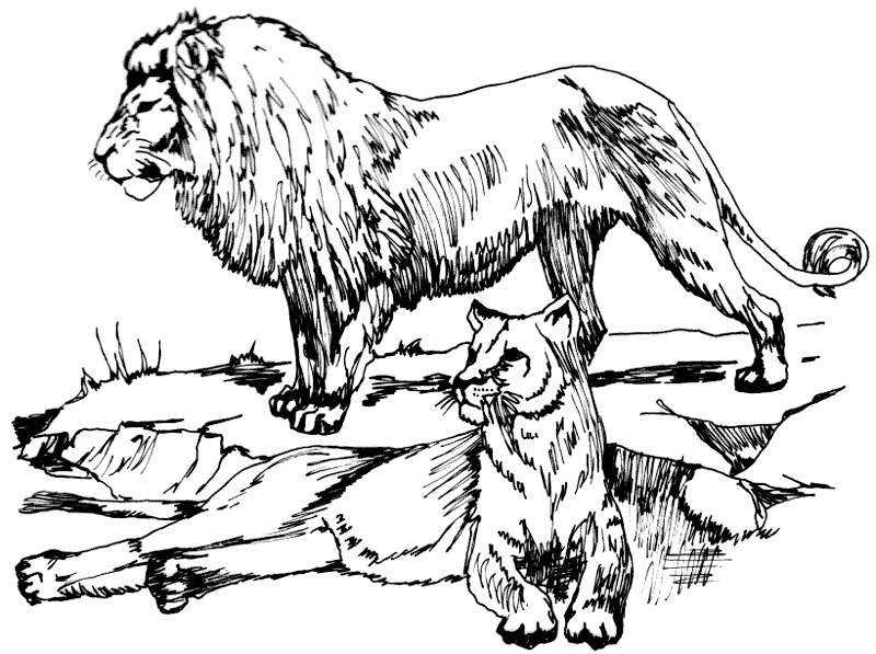 800x597 Free Lion Coloring Page Clipart, Page Of Free To Use Images