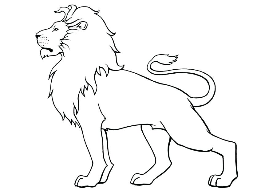 875x620 Lion Coloring Pages Lion Coloring Page Male Free Printable Pages