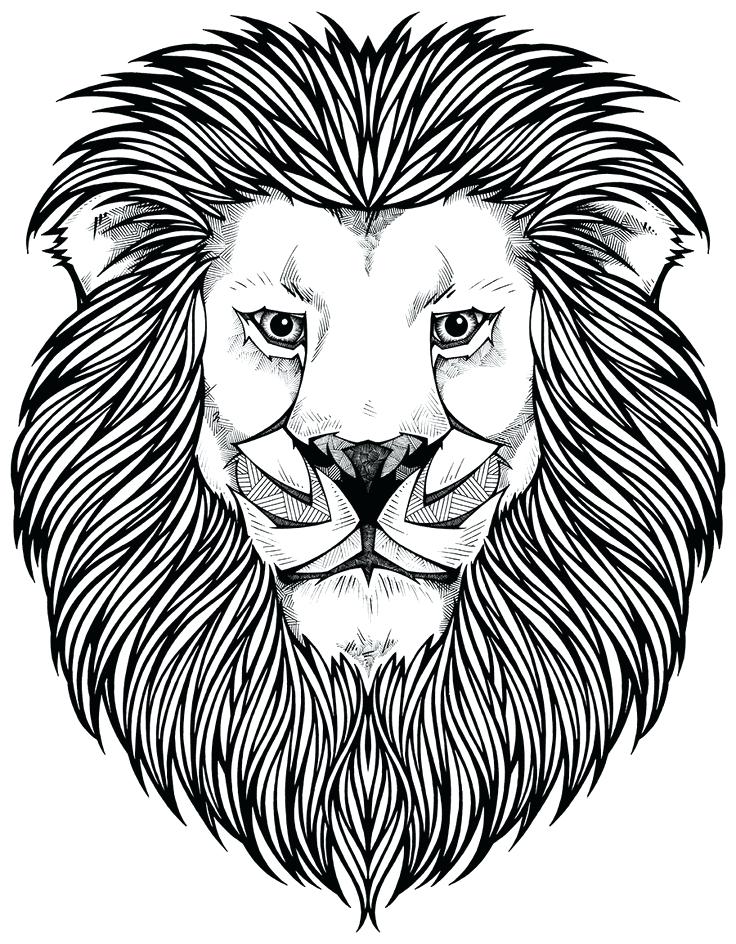 736x944 Lion Coloring Pages Male African Lion Coloring Page