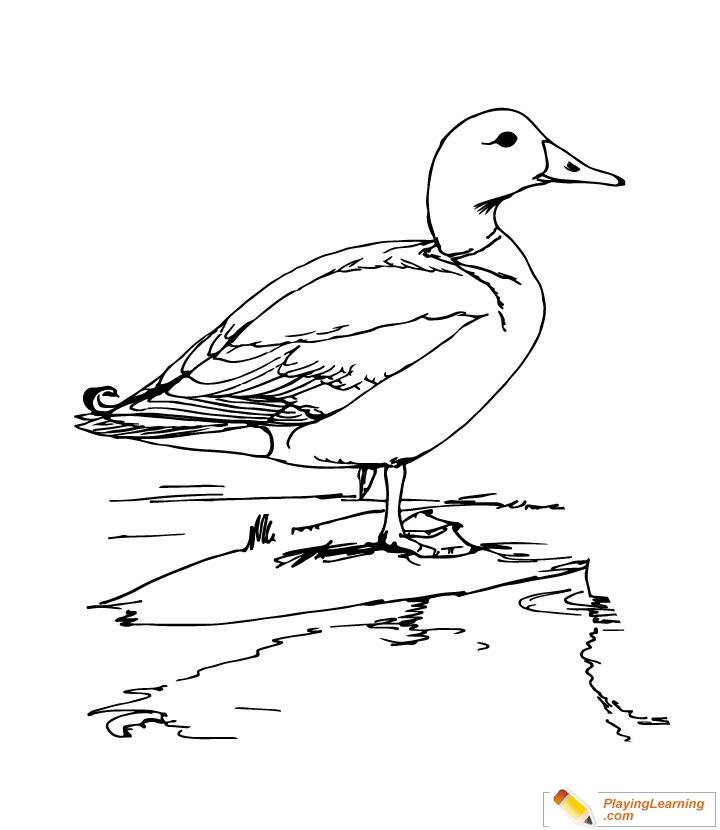 720x830 Mallard Coloring Page For Kids