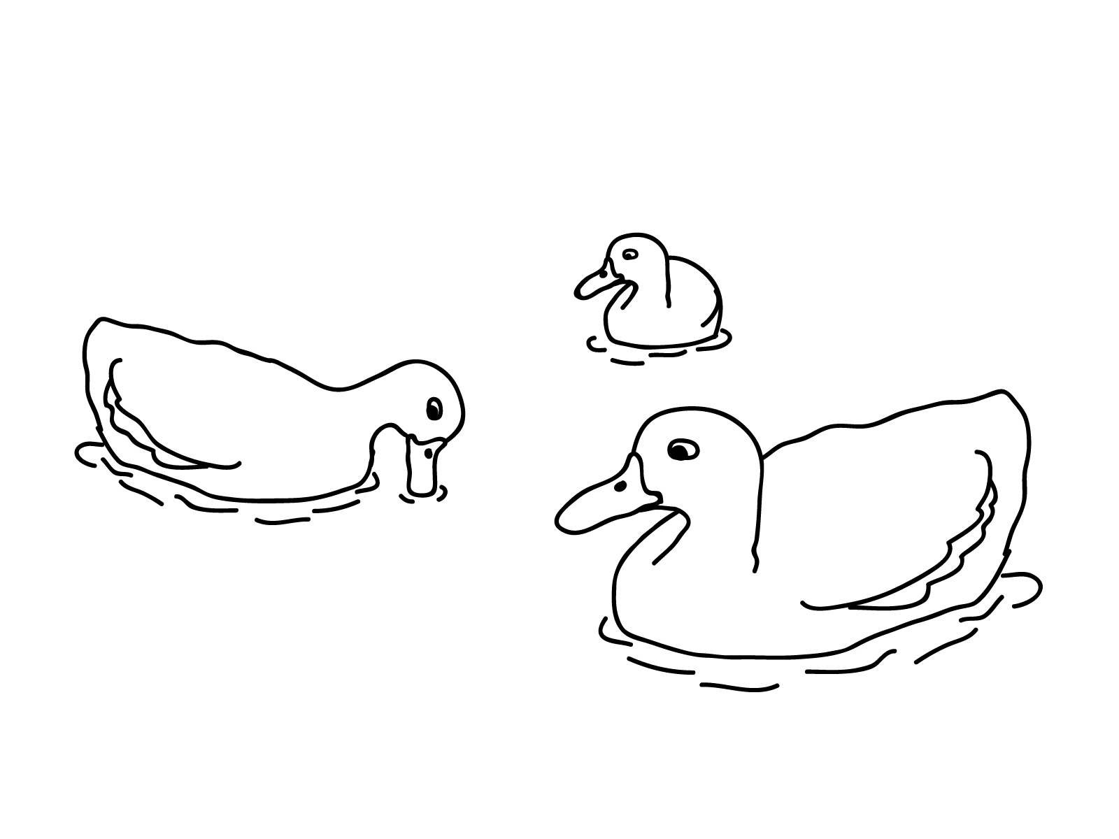 1600x1200 Mallard Duck Swim Coloring Pages Ducks And Friends Page Animals