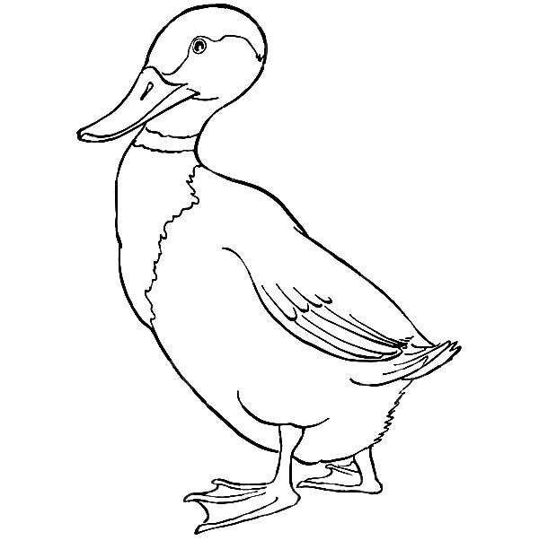 600x612 Mallard Duck Walking Forward Coloring Pages Color Luna