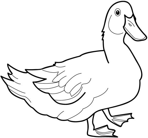 576x540 Coloring Pages Of Ducks Pair Mallard Ducks Coloring Pages