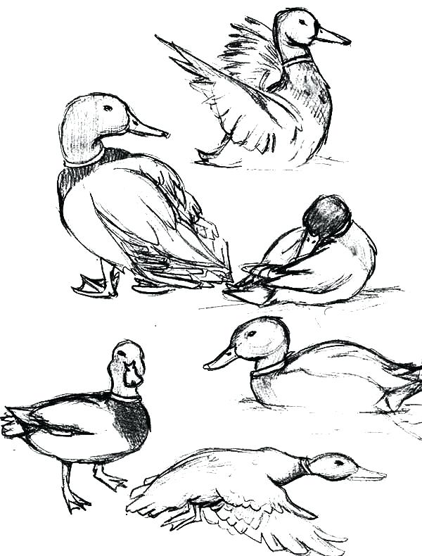 600x790 Duck Coloring Pages How To Draw Mallard Duck Coloring Pages Daffy
