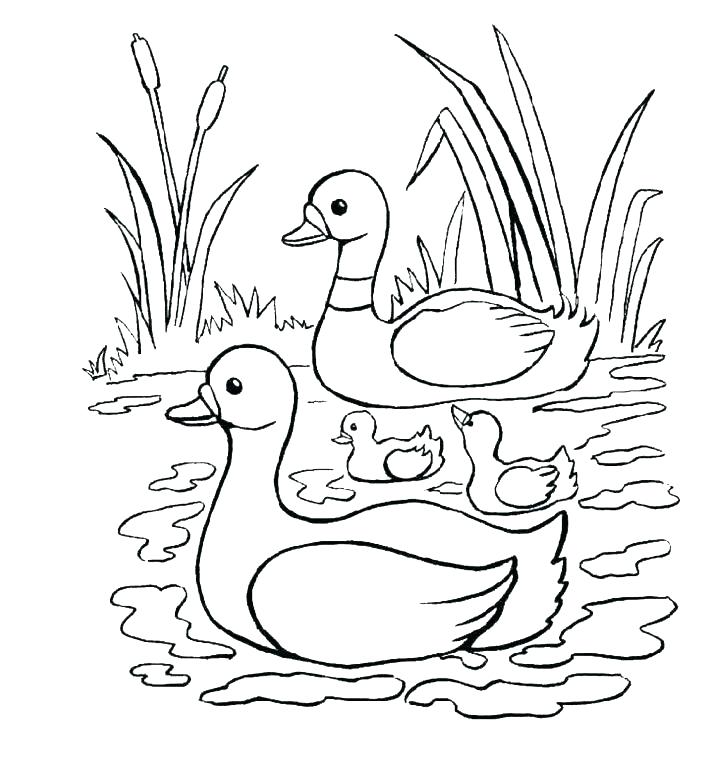 728x760 Free Printable Coloring Pages Ducks Amazing Of And Mallard Duck