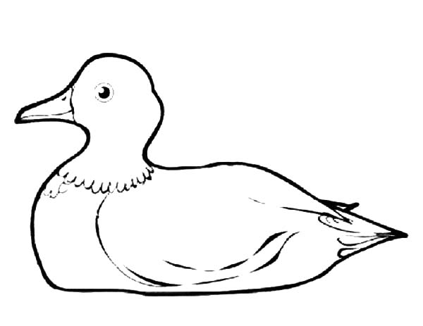 600x463 Mallard Duck Gnome Coloring Pages Color Luna