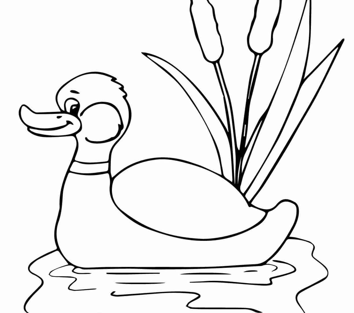 1224x1080 Realistic Mallard Duck Coloring Page To Print Ducks And Friends