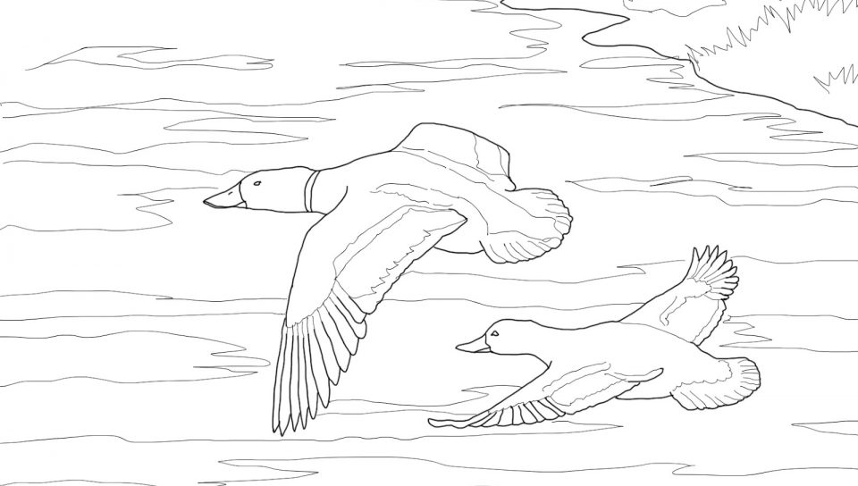 960x544 Wood Duck Drake Coloring Page Free Printable Mallard Ducks