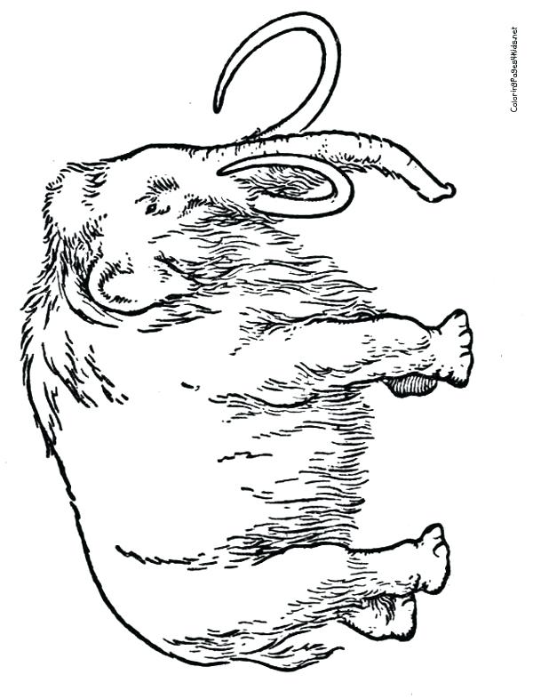 600x786 Wooly Mammoth Coloring Page Ice Age Coloring Pages Ice Age Rhino