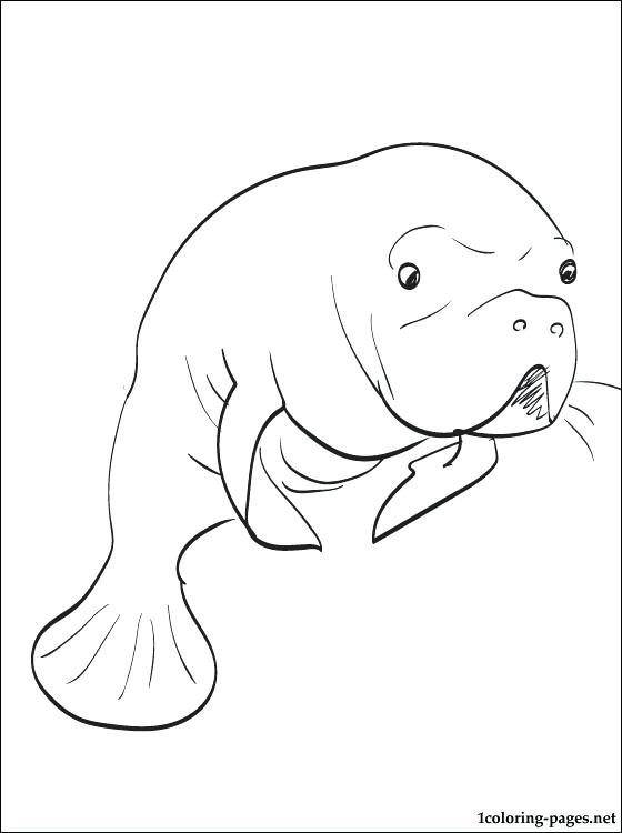 560x750 Manatee Coloring Pages Manatee Coloring Page Free Manatee Coloring