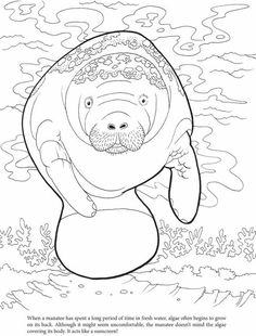 236x310 Manatee Coloring Page Manatee, Worksheets And Craft