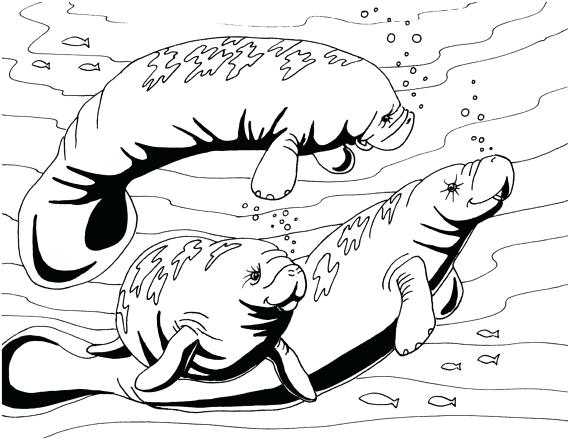 570x440 Manatee Coloring Page Manatee Coloring Page Embroidery Pattern Sea
