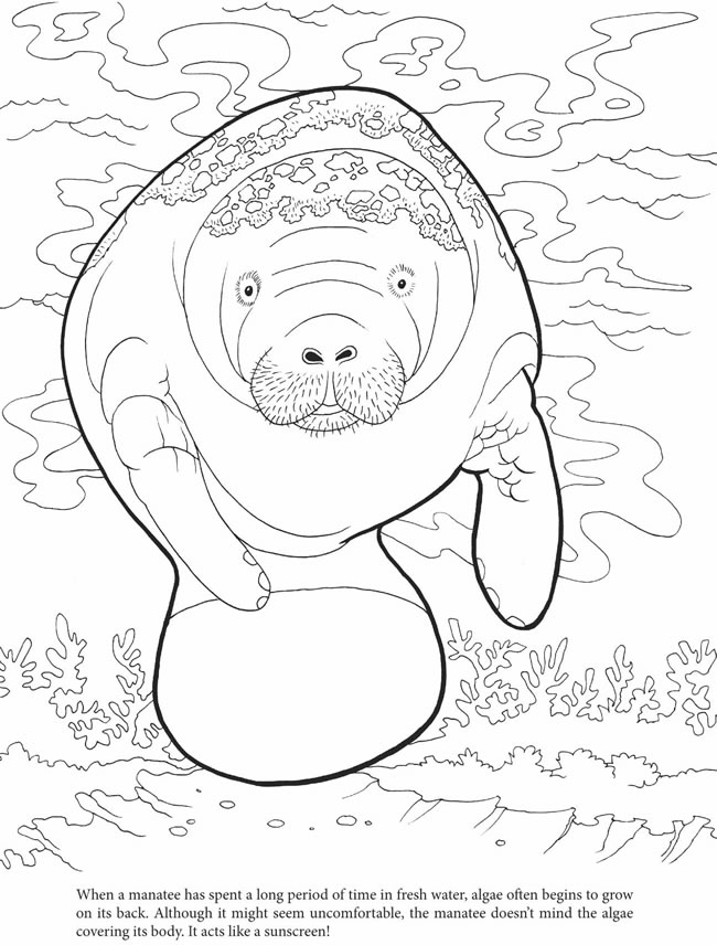 650x856 Manatee Coloring Pages