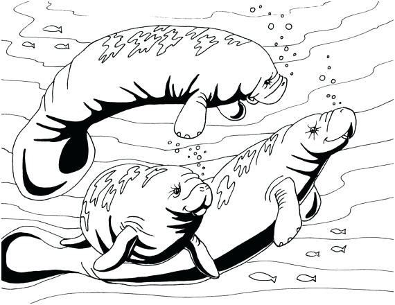 570x440 Manatee Coloring Pages Manatee Coloring Page Embroidery Pattern